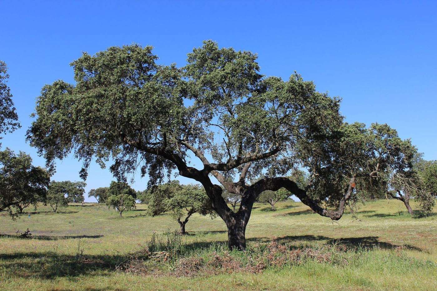 Ausladende Steineiche auf offener Weide in der Dehesa, Extremadura